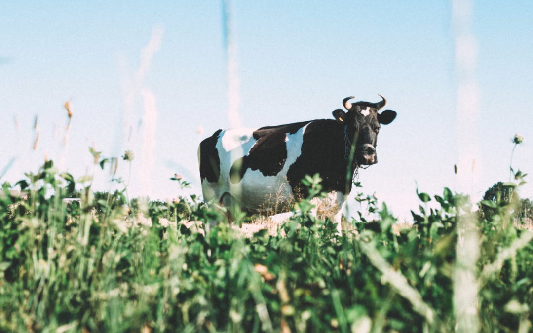 De quoi sont composées les protéines de lait ?