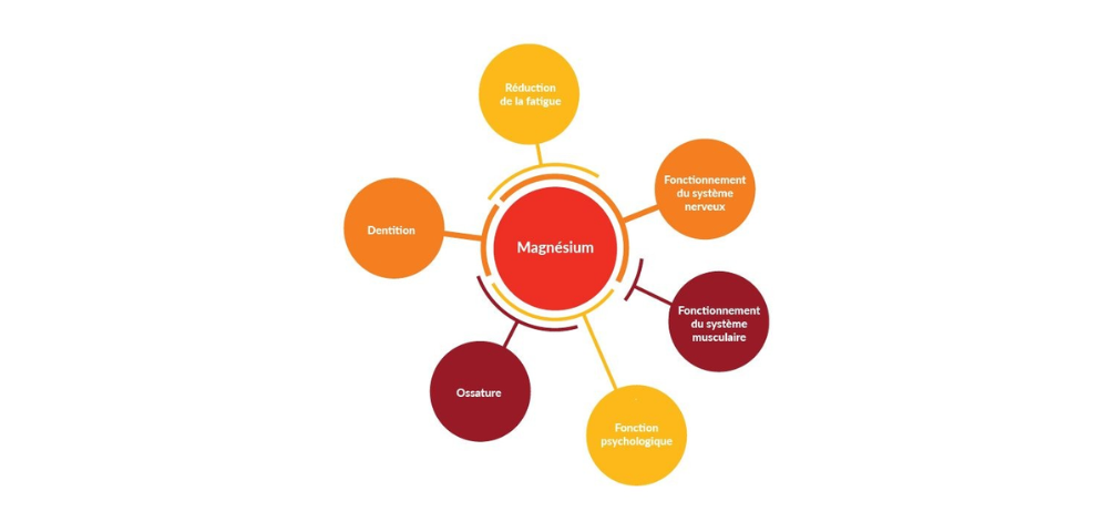 bienfaits du magnésium dans le corps humain