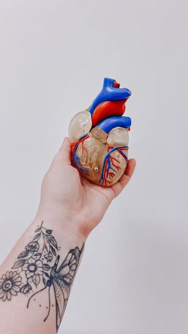 Maladies cardiovasculaires : la nutrition comme première ligne de défense – consultation nutritionniste